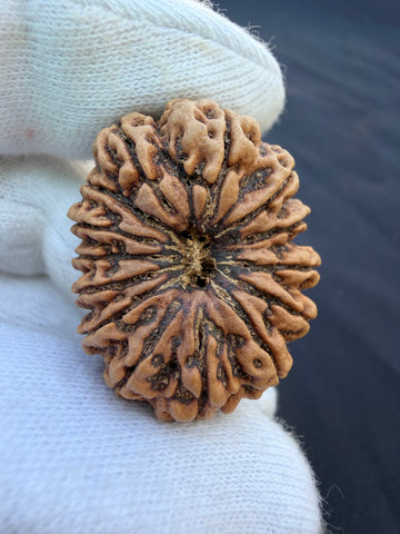 14 Mukhi Nepali Rudraksha Super Collector Size- 32mm|7gm