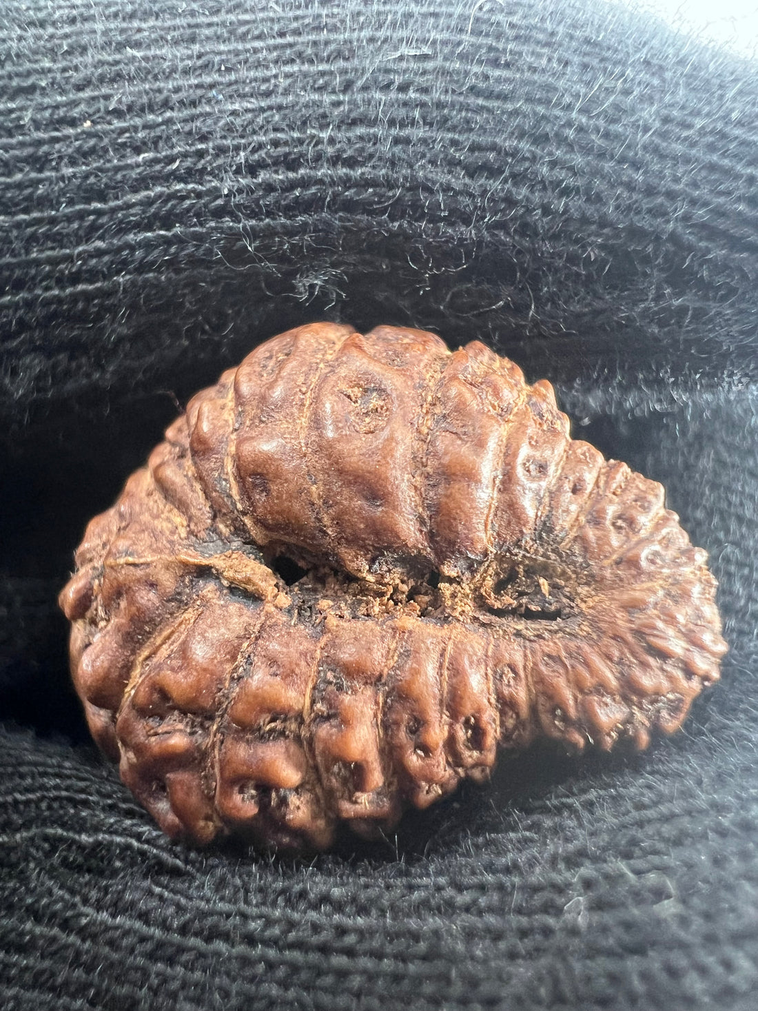 21 Mukhi Rudraksha Indonesian 19mm