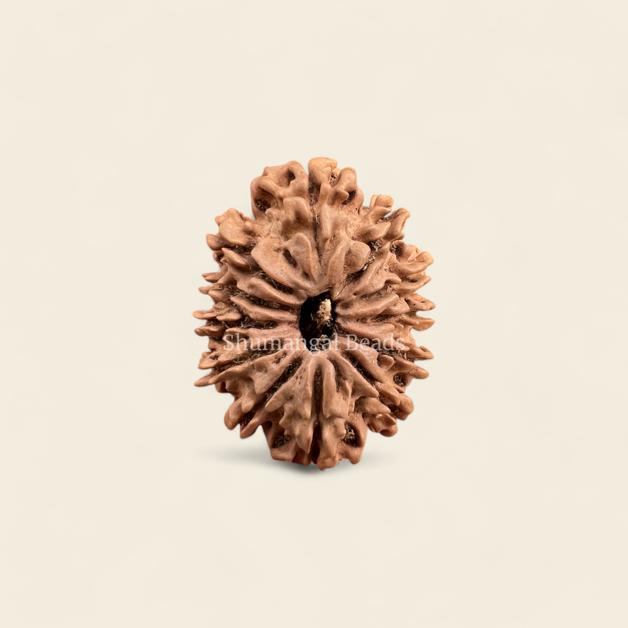 12 Mukhi Rudraksha Nepali (Collector)