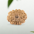12 Mukhi Rudraksha Nepali (Super Collector 35MM)