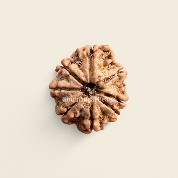 8 Mukhi Rudraksha Nepali (Collector)