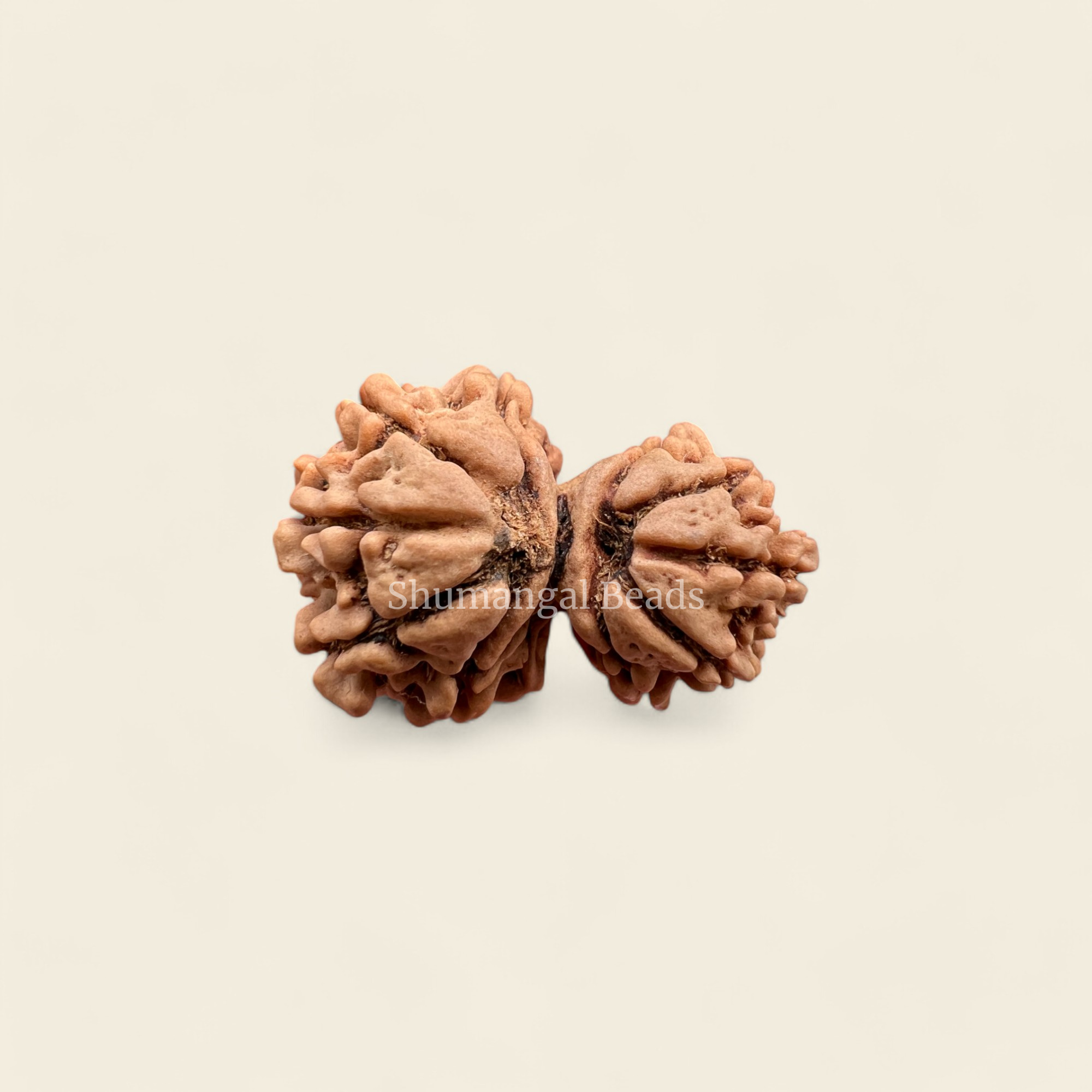 Garbh Gauri Rudraksha