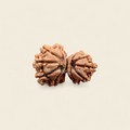 Garbh Gauri Rudraksha
