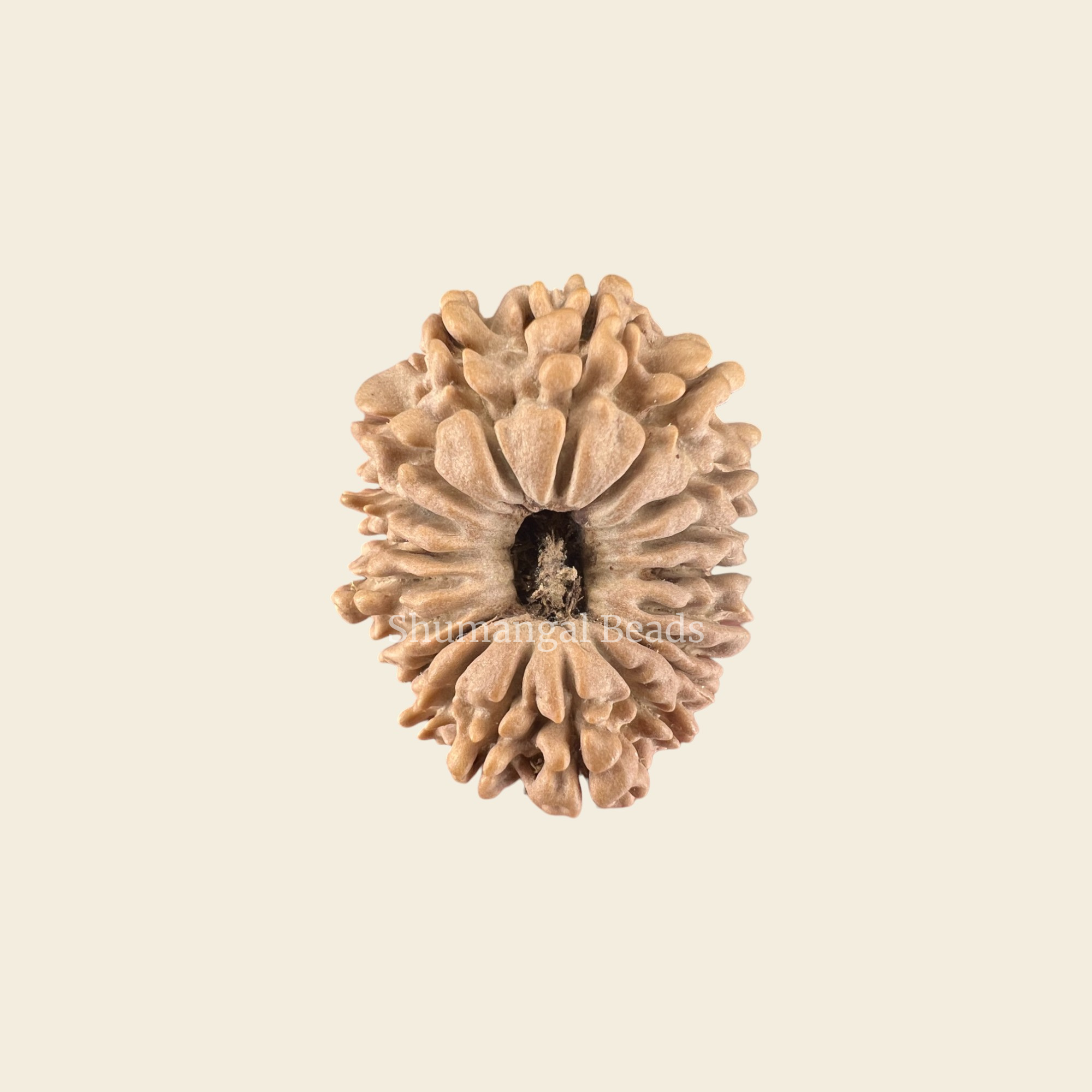 19 Mukhi Rudraksha Nepali (Collector 28MM)