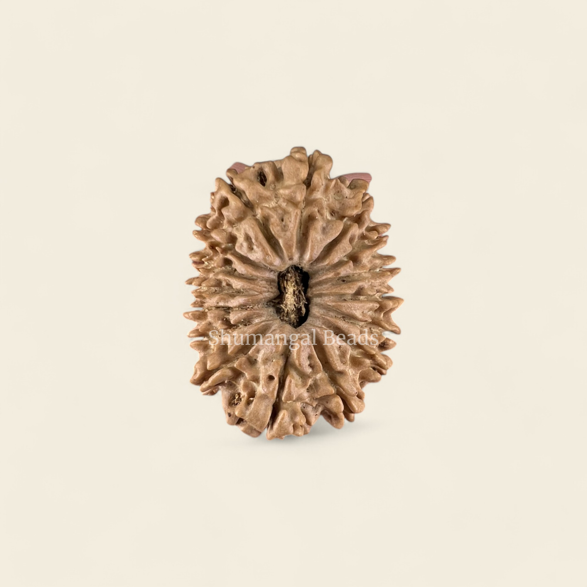 16 Mukhi Rudraksha Nepali (Medium)