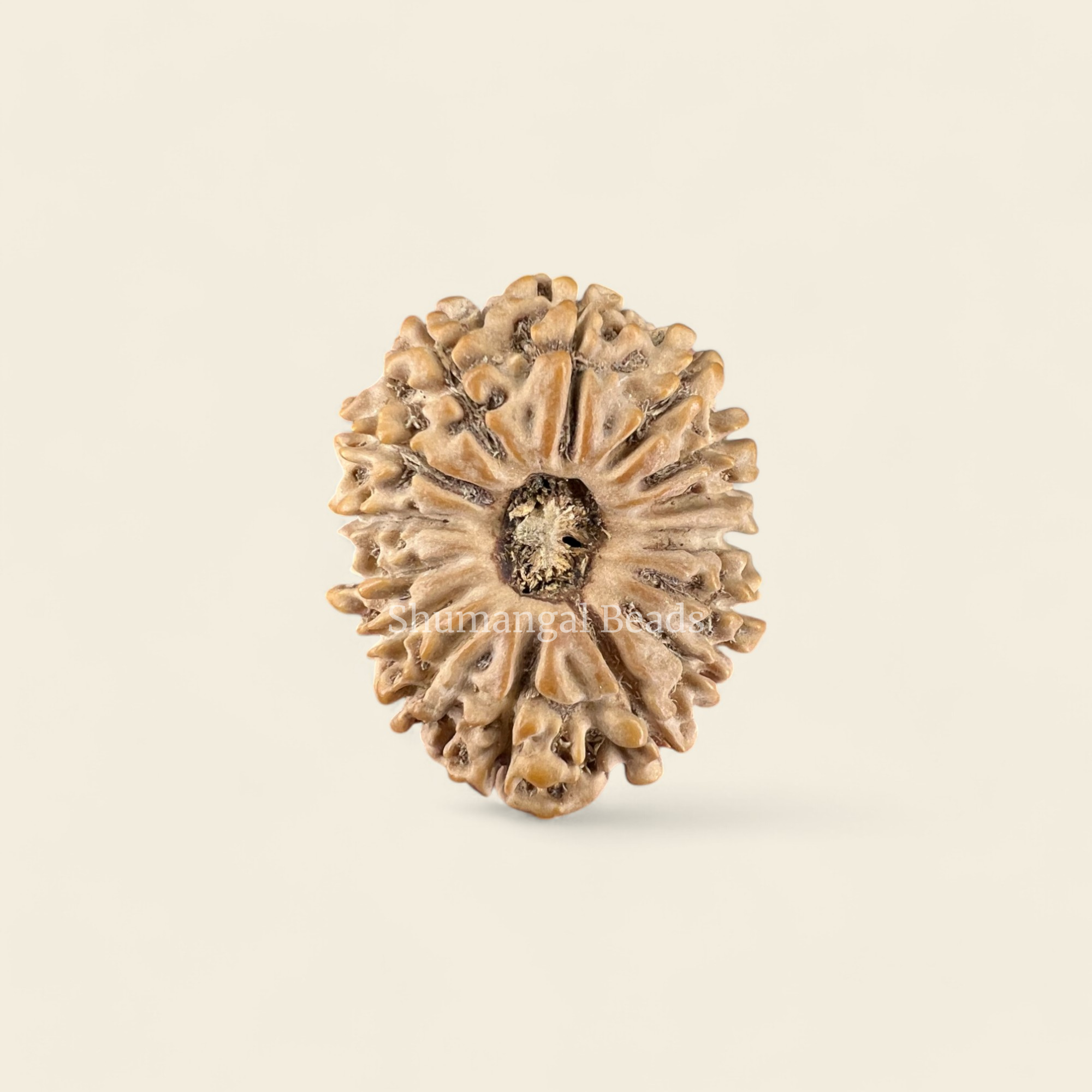 15 Mukhi Rudraksha Nepali (Regular)