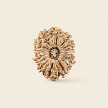 15 Mukhi Rudraksha Nepali (Regular)