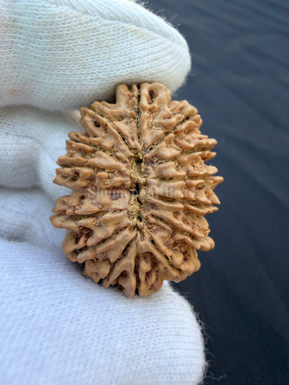14 Mukhi Nepali Rudraksha Super Collector - 33mm