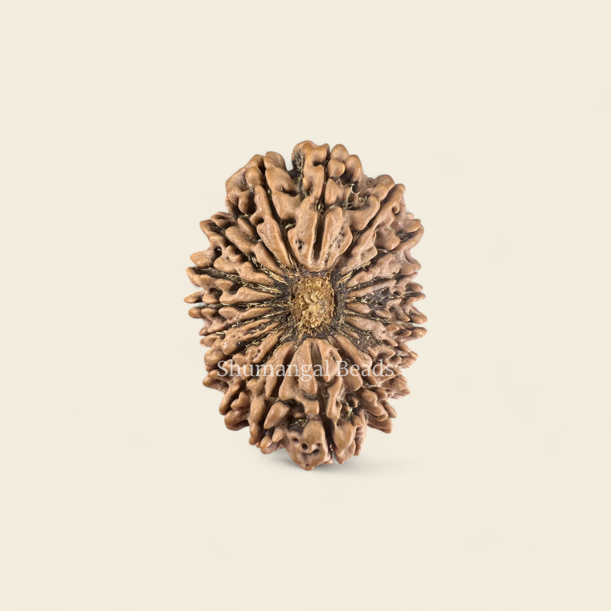 19 Mukhi Rudraksha Nepali (Super collector 34MM)