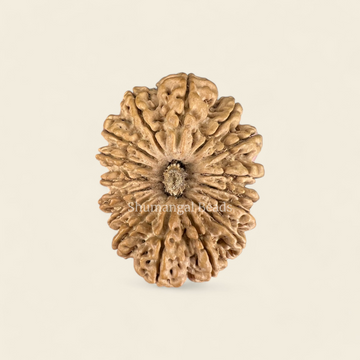 16 Mukhi Rudraksha Nepali (Super Collector 35MM)