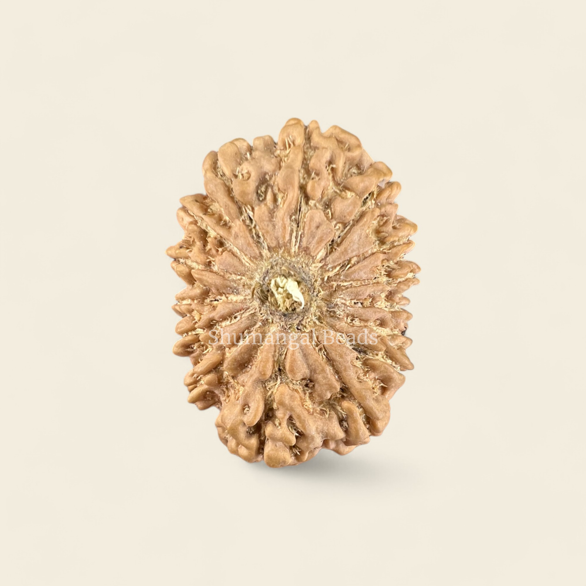 15 Mukhi Rudraksha Nepali (Super Collector 34MM)