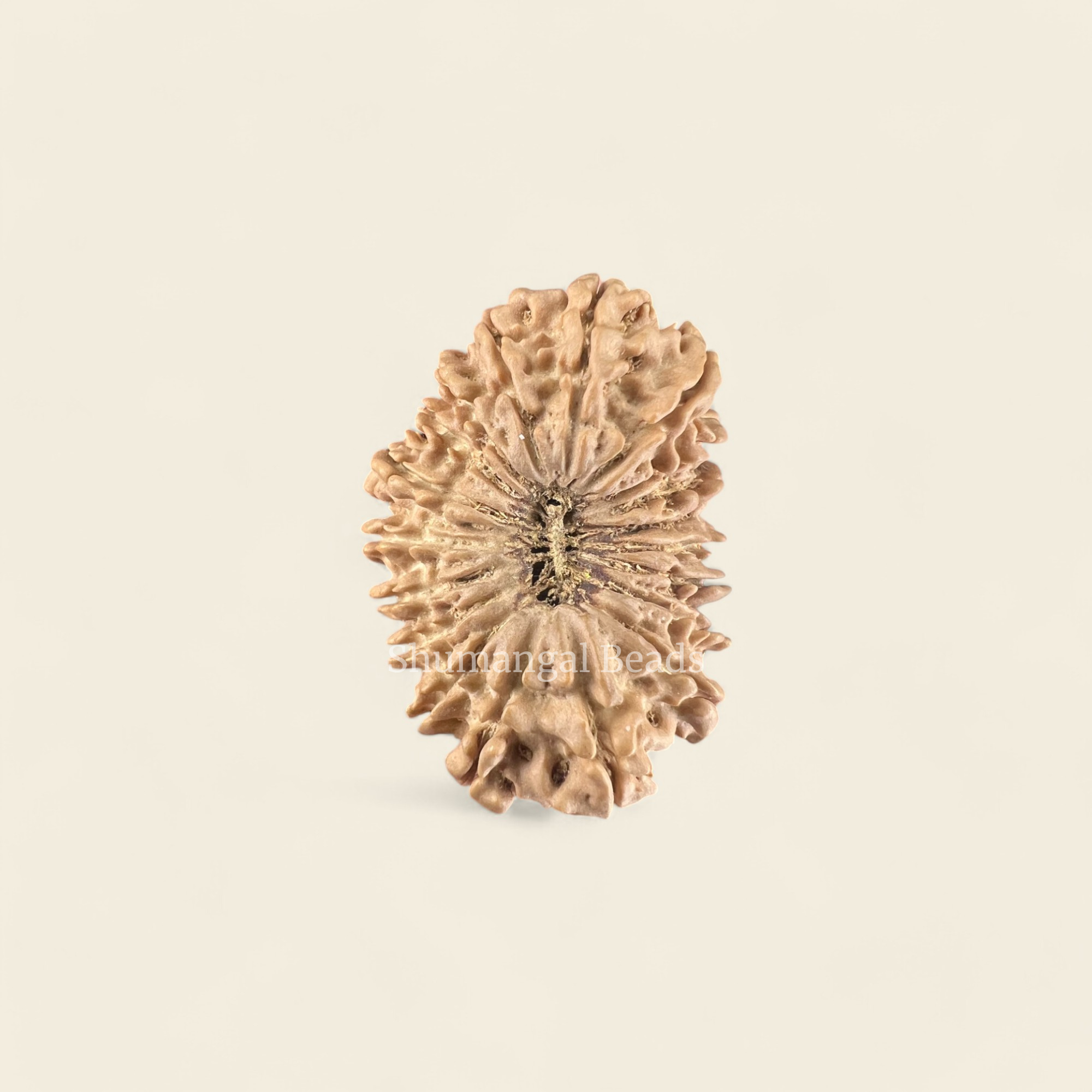 19 Mukhi Rudraksha Nepali (Collector 29MM)