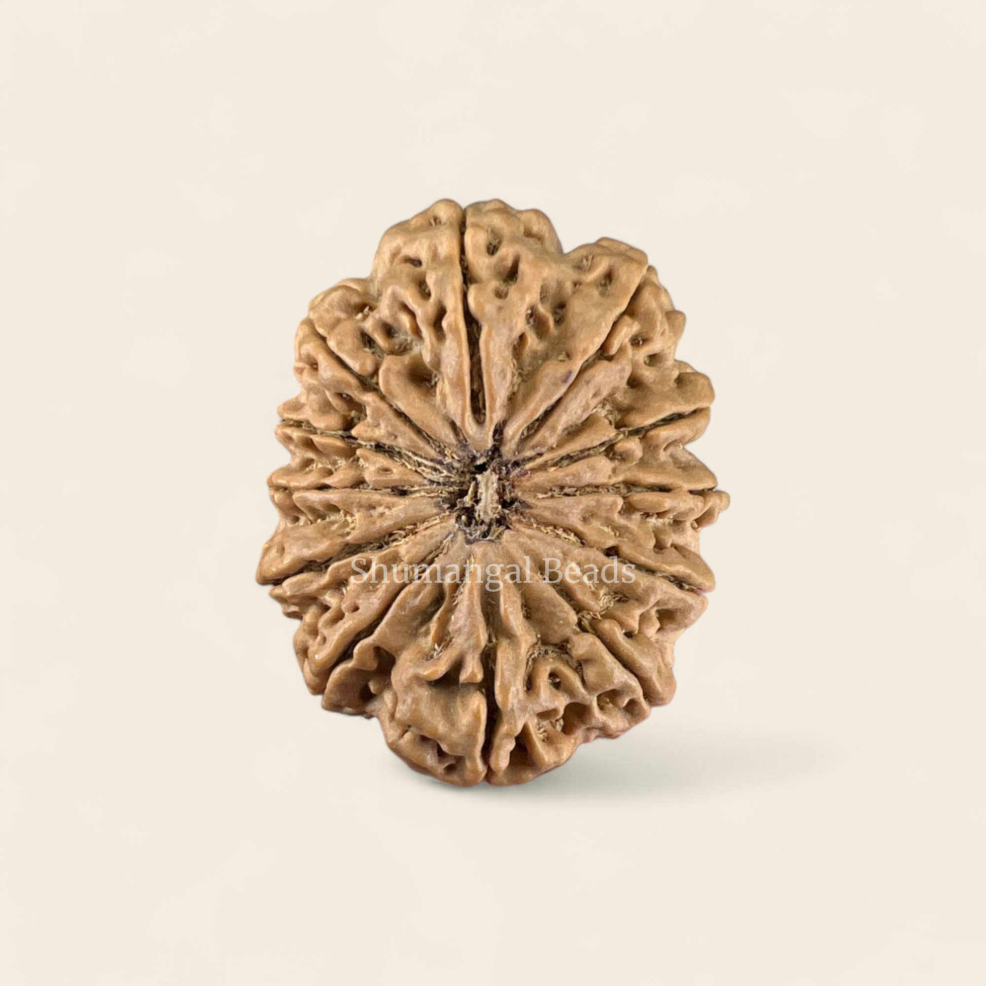 12 Mukhi Rudraksha Nepali - 35mm