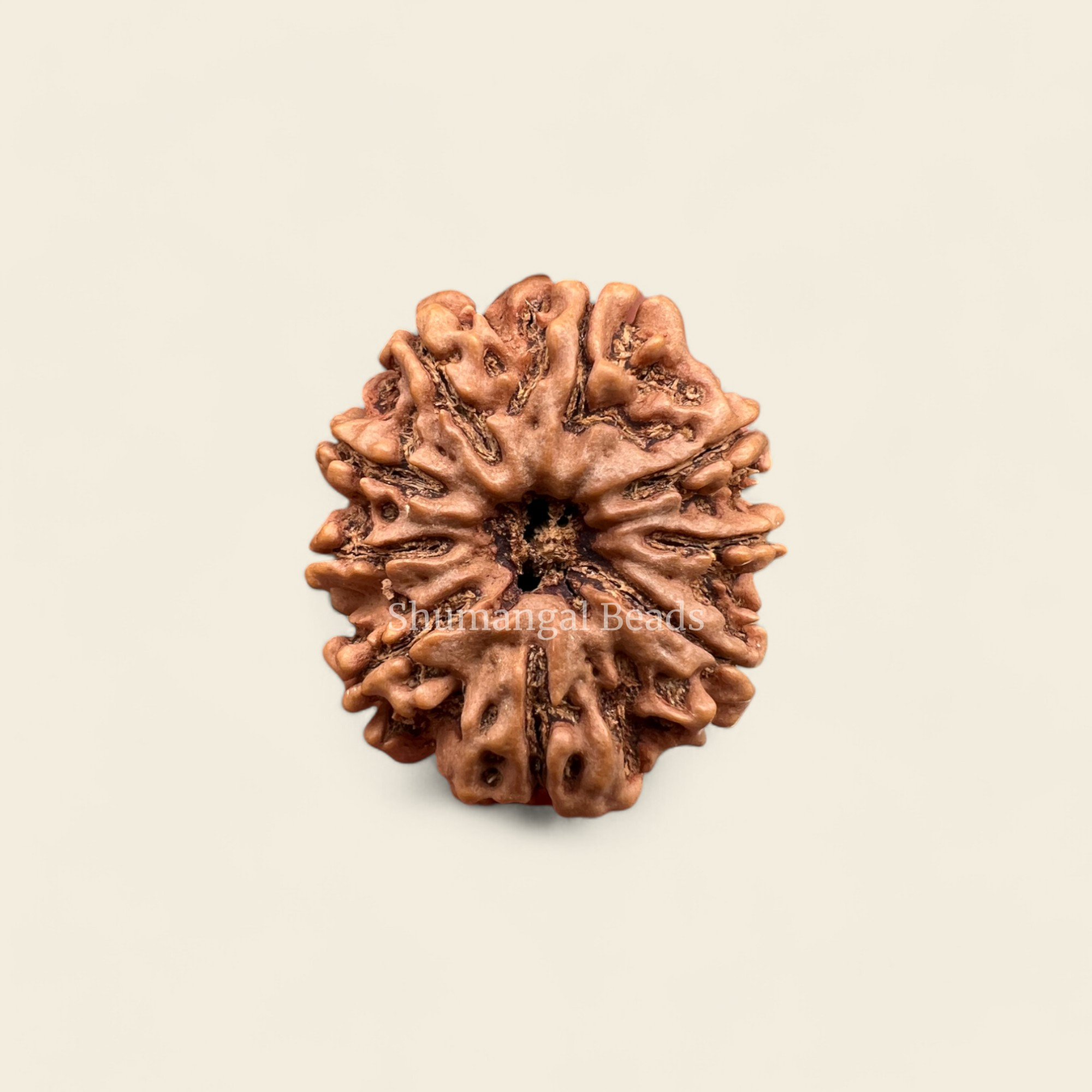 9 Mukhi Rudraksha Nepali (Collector)