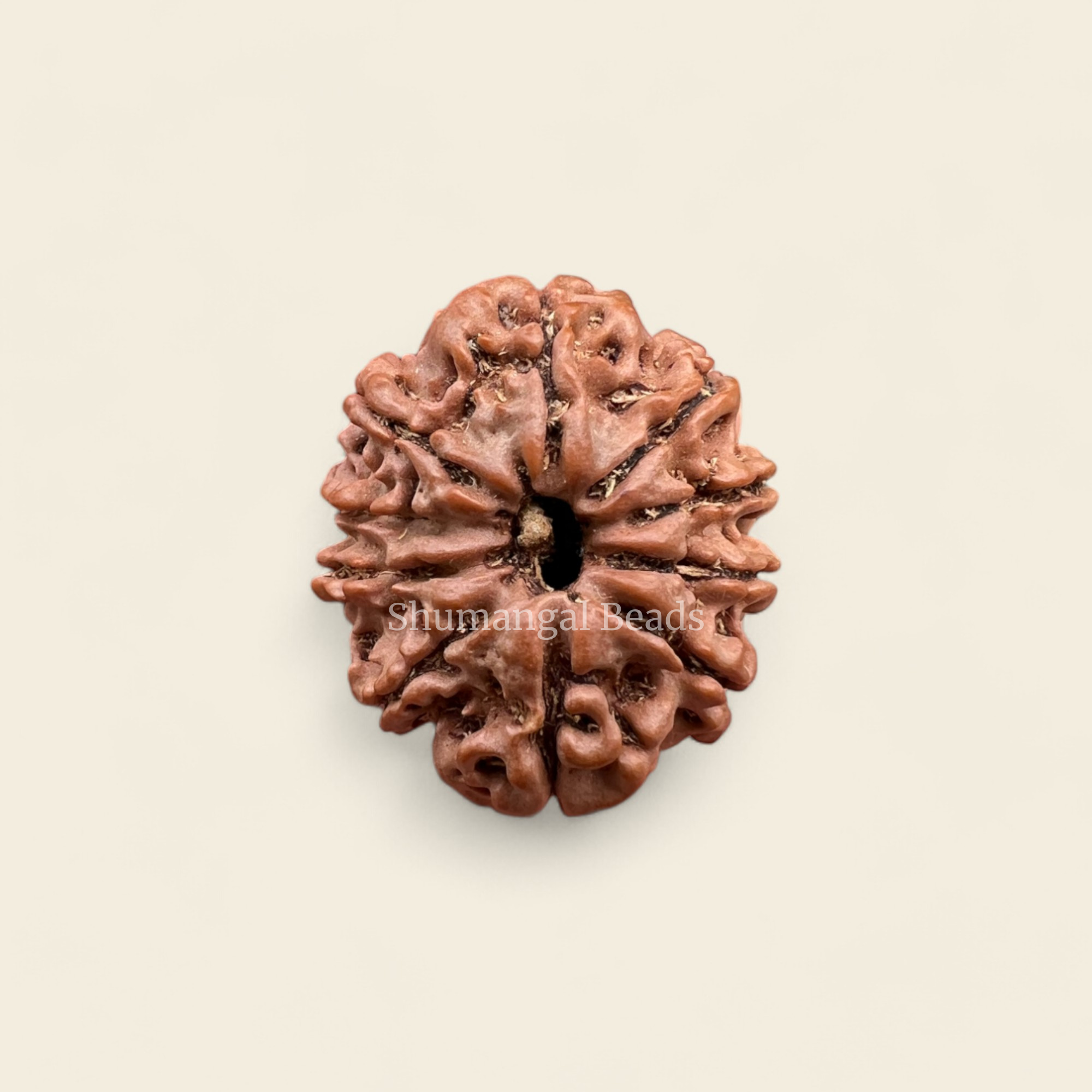 10 Mukhi Rudraksha Nepali (Regular)