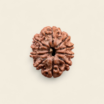 10 Mukhi Rudraksha Nepali (Regular)
