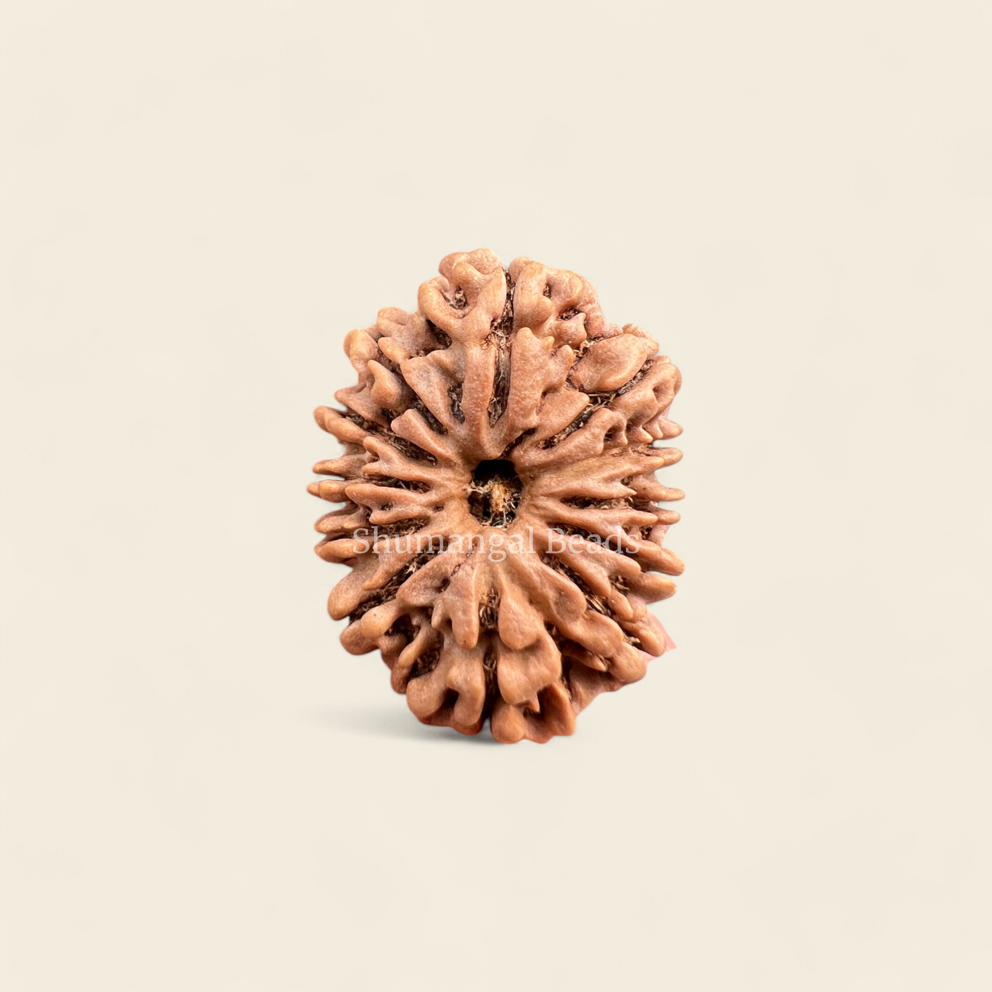 11 Mukhi Rudraksha Nepali (Collector)