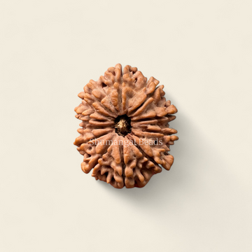 11 Mukhi Rudraksha Nepali (Medium)