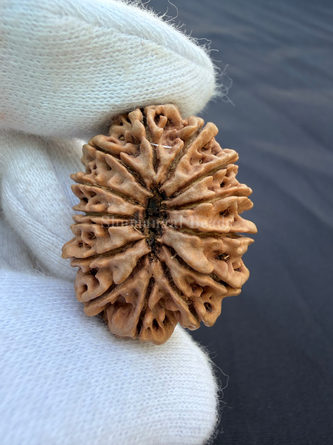 14 Mukhi Nepali Rudraksha Super Collector - 31.5mm