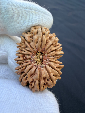 14 Mukhi Nepali Rudraksha Super Collector - 33mm