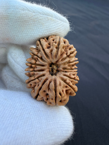 14 Mukhi Nepali Rudraksha Super Collector - 31.5mm