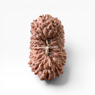 21 Mukhi Rudraksha Indonesian 24mm