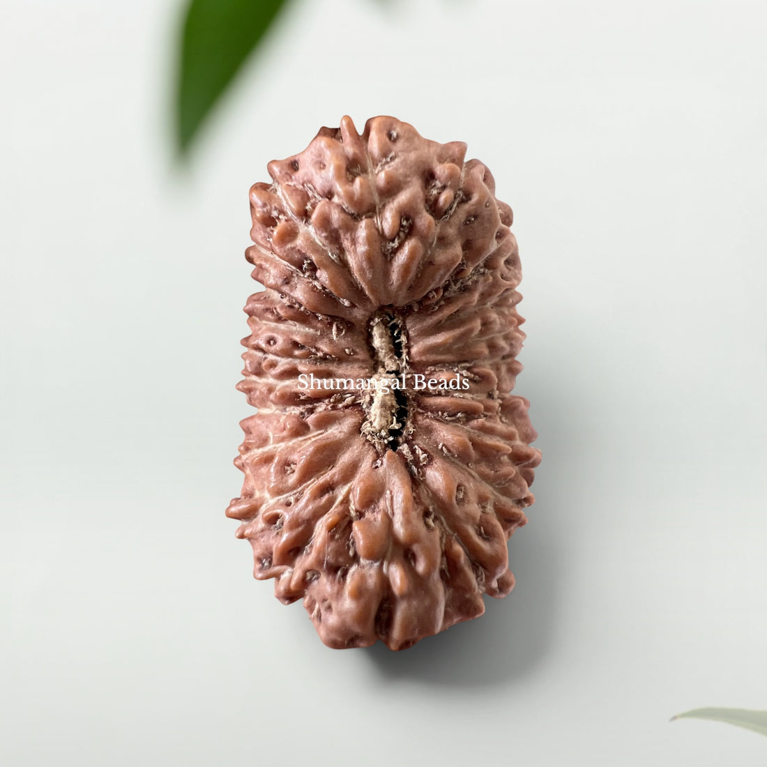 21 Mukhi Rudraksha Indonesian 24mm