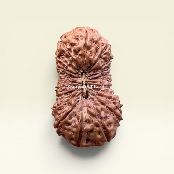 21 Mukhi Rudraksha Indonesian 27mm