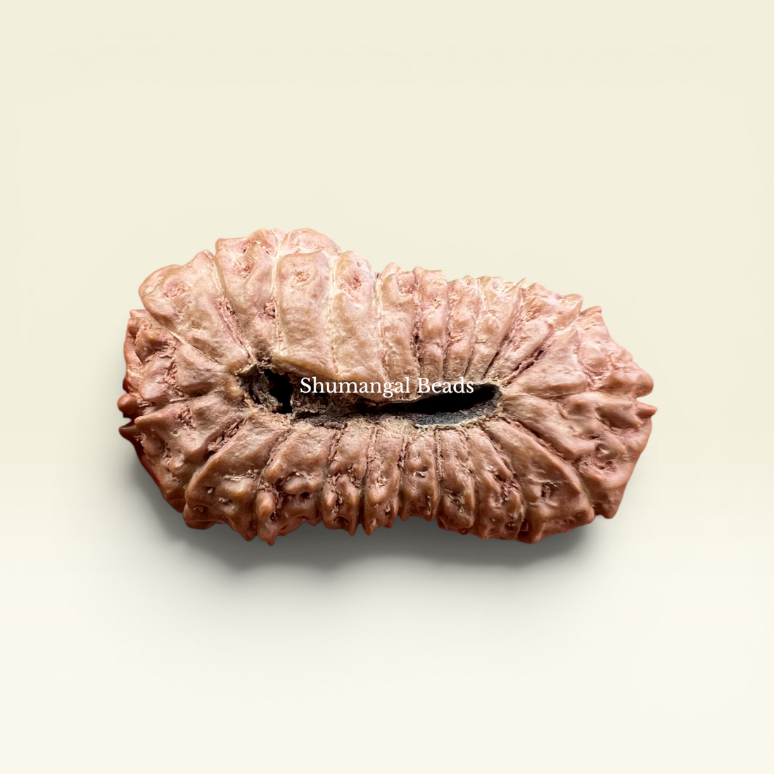21 Mukhi Rudraksha Indonesian 27mm