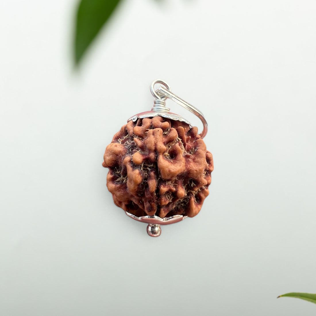 1 MUKHI NEPALI RUDRAKSHA (UNDERDEVELOPED)