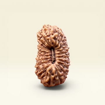 21 Mukhi Rudraksha Indonesian 19mm