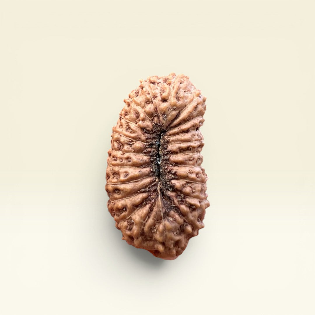 21 Mukhi Rudraksha Indonesian 19mm
