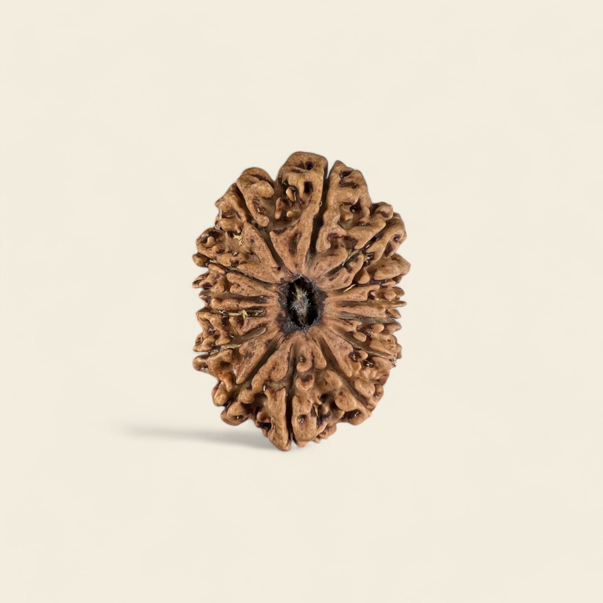 14 Mukhi Rudraksha Nepali (Collector)